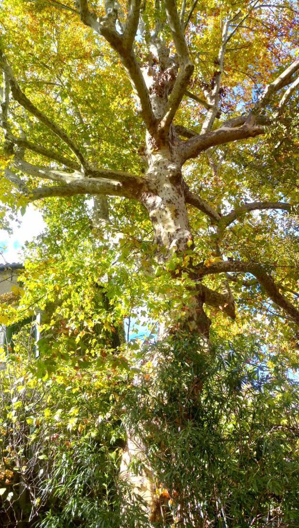Le Moulin Aux Chandelles 2, Vacances & W-E, Vues Riviere, Montagne & Ville, Tout Confort Deconnecte, Eclairage Bougies, Connexions A 200M Au Centre Le Vigan Gite Les Amoureux De L'Arre, Randonnee Chemin De Saint-Guilhem-Le-Desert, Lire Profil Avant R Kültér fotó